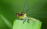 Red-eyed Damselfly (Female, Erythromma najas)